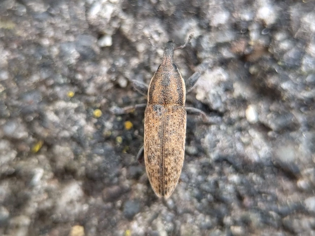 Lixus brevipes - vaskosorrú dudvabarkó