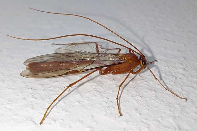 Ophion obscuratus