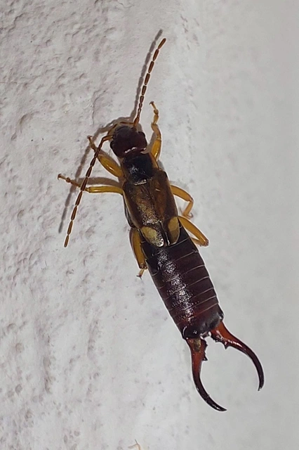 Forficula auricularia - közönséges fülbemászó