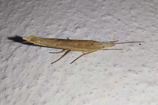 Ypsolopha mucronella - kecskerágómoly
