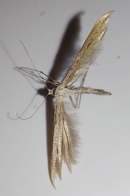 Emmelina monodactyla/argoteles