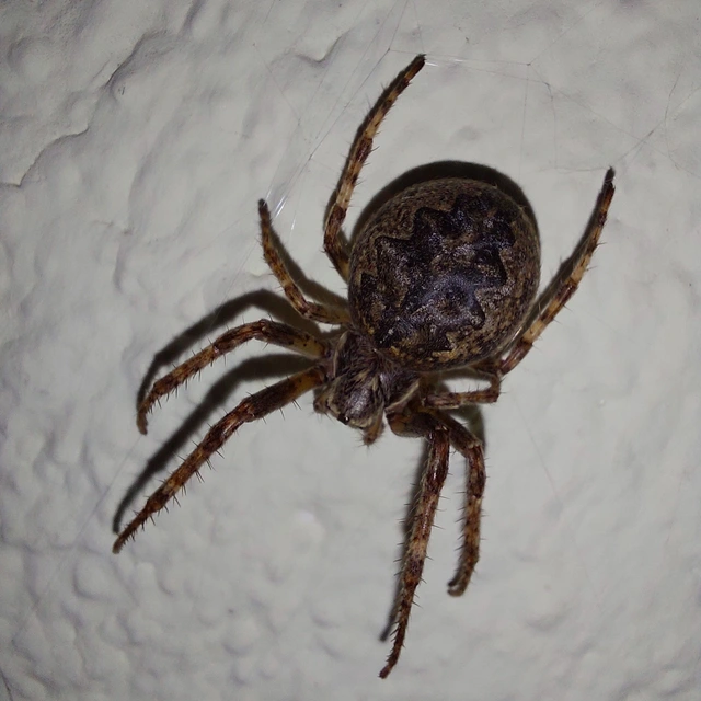 Larinioides ixobolus - ereszalji keresztespók