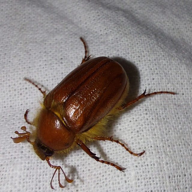 Holochelus aequinoctialis - tavaszeleji cserebogár