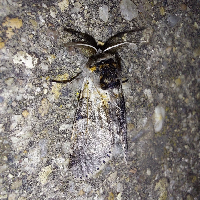 Furcula bifida - kis púposszövő