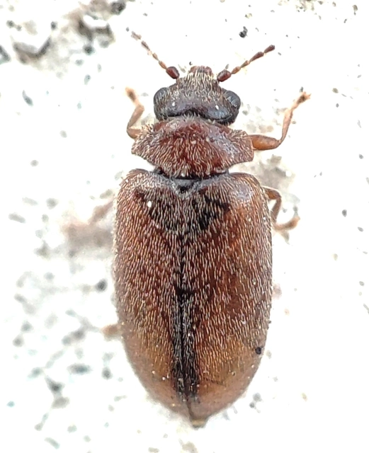 Scirtidae - rétbogárfélék