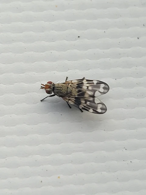 Otites centralis/guttata