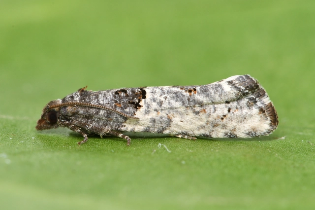 Phaneta pauperana - gyepűrózsa-tükrösmoly
