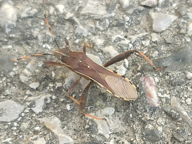 Camptopus lateralis - görbelábú karimáspoloska