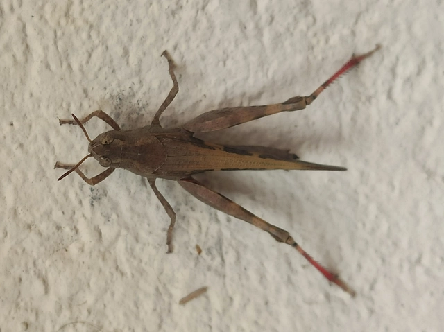 Aiolopus strepens - déli áttelelősáska