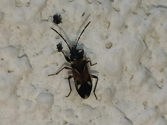 Raglius alboacuminatus - tarka díszesbodobács