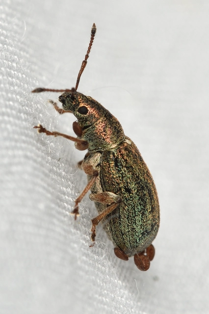 Phyllobius pyri - gyümölcsfa-levélormányos