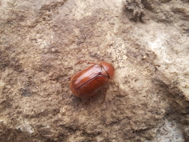 Holochelus aequinoctialis - tavaszeleji cserebogár