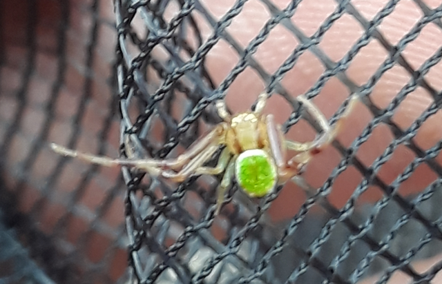 Ebrechtella tricuspidata - alakoskodó karolópók