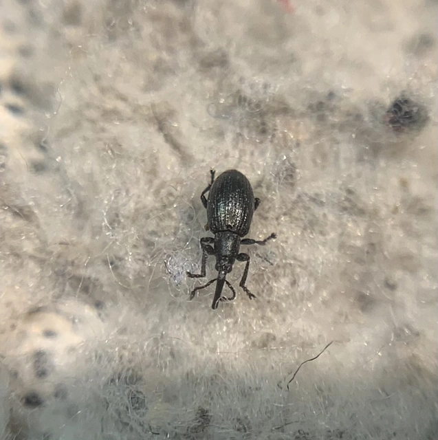 Diplapion confluens - vésetthomlokú cickányormányos