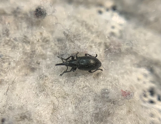 Catapion seniculus - lóhereszár-cickányormányos Catapion seniculus - lóhereszár-cickányormányos
