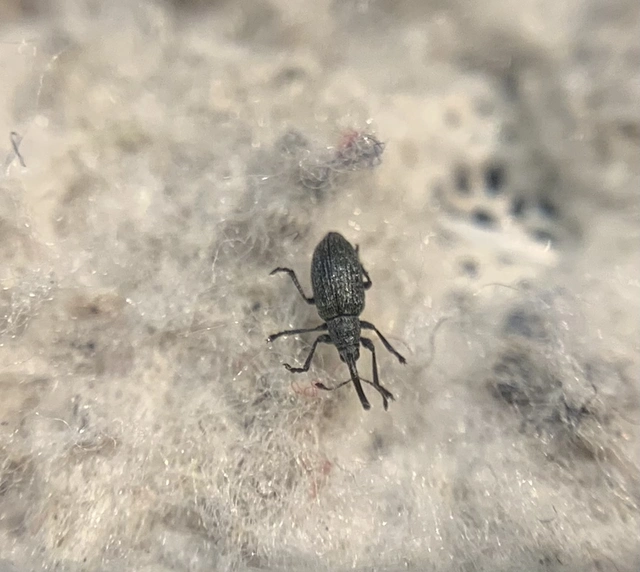 Catapion seniculus - lóhereszár-cickányormányos Catapion seniculus - lóhereszár-cickányormányos