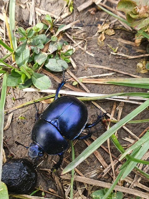 Trypocopris vernalis - tavaszi álganéjtúró