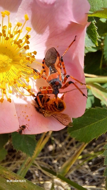 Rhynocoris iracundus - közönséges gyilkospoloska
