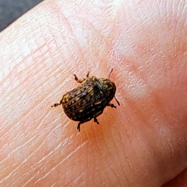 Anthribus nebulosus - ködfoltos pajzstetvész-orrosbogár