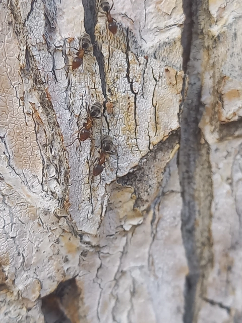 Liometopum microcephalum - tölgyfahangya
