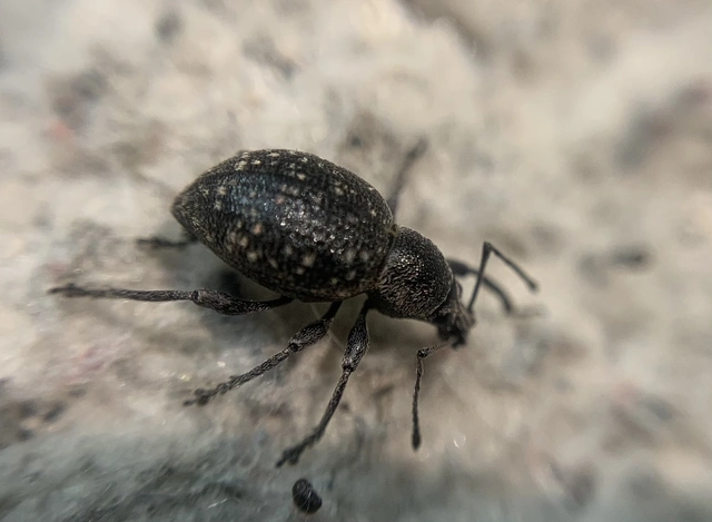 Otiorhynchus multipunctatus - sokpontos gyalogormányos