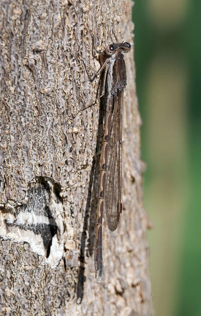 Sympecma fusca - téli rablószitakötő