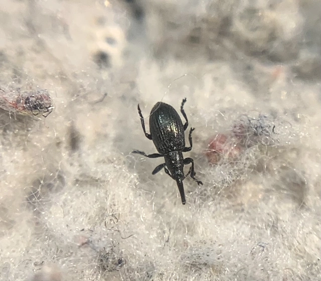 Diplapion confluens - vésetthomlokú cickányormányos