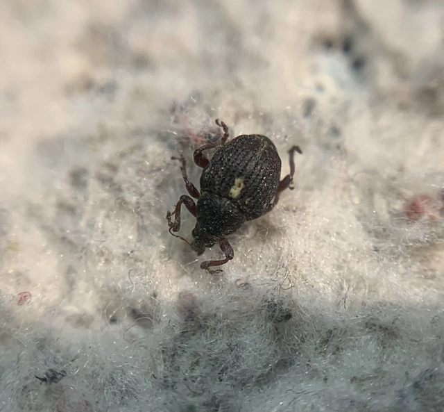 Rhinoncus leucostigma - vöröslábú sóskaormányos