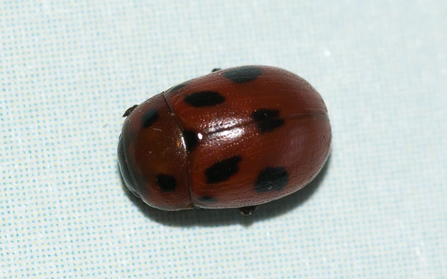 Gonioctena fornicata - közönséges lucernabogár