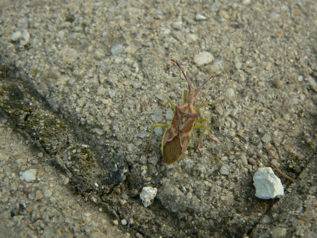 Gonocerus juniperi - boróka-karimáspoloska