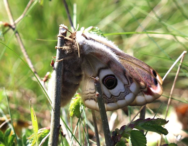 Saturnia pavoniella/pavonia
