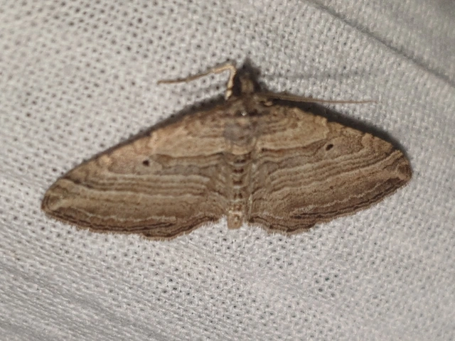 Costaconvexa polygrammata - soksávú araszoló