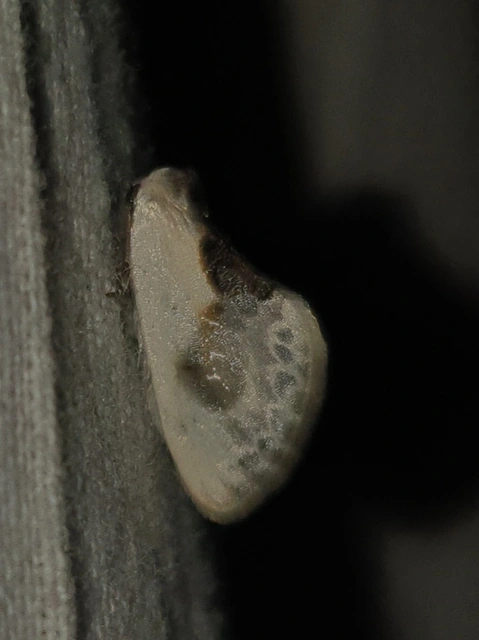 Cilix glaucata - törpe sarlósszövő