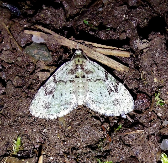 Chloroclystis v-ata - zöldes törpearaszoló