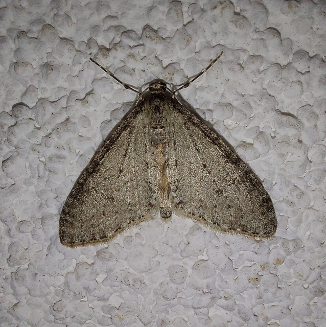 Trichopteryx carpinata - nyárfa-lebenyesaraszoló