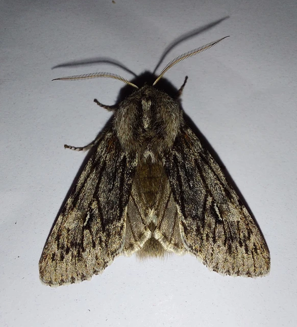 Brachionycha nubeculosa - zömök fésűsbagoly