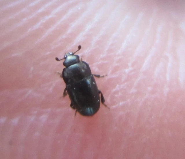 Meligethinae
