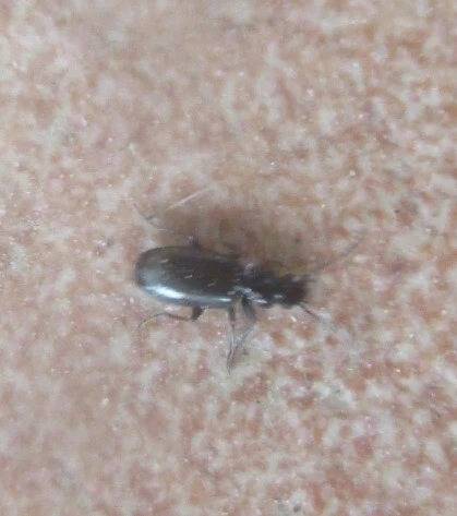 Microlestes