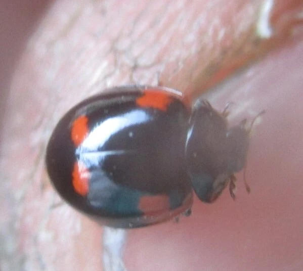 Adalia bipunctata - kétpettyes katica