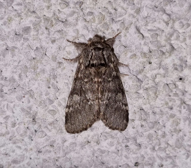 Drymonia ruficornis - cserfa-púposszövő