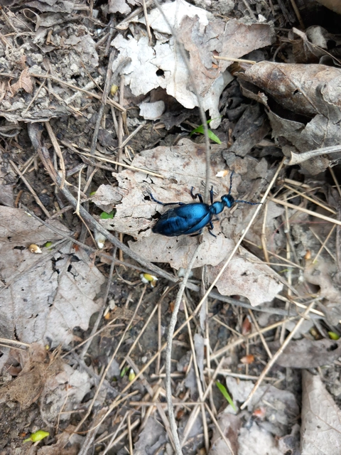 Meloe violaceus - kék nünüke
