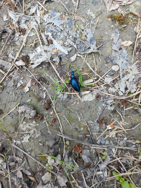 Meloe violaceus - kék nünüke