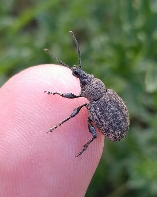 Otiorhynchus ligustici - vincellér-gyalogormányos