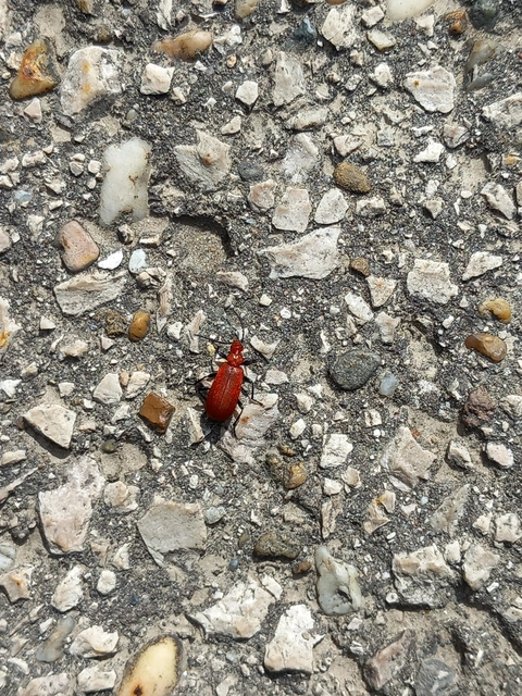 Pyrochroa serraticornis - közép-bíborbogár
