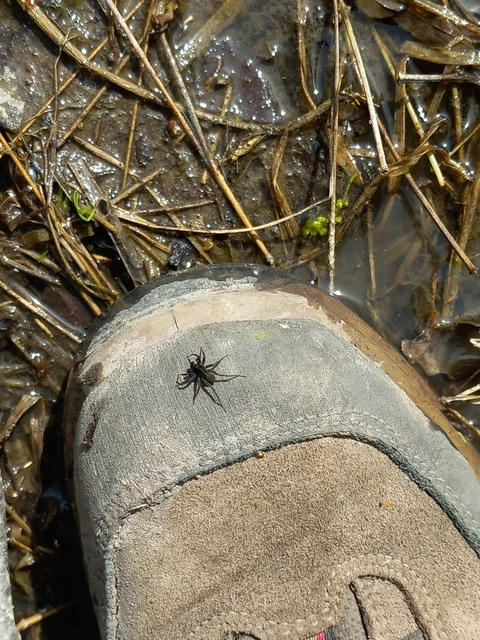 Pardosa