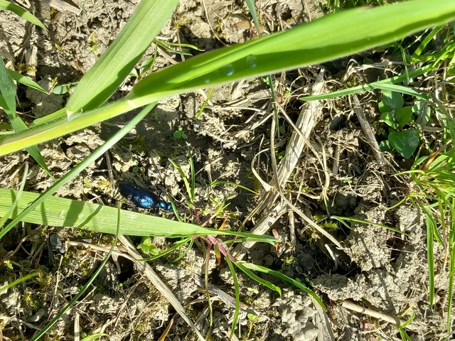 Meloe violaceus - kék nünüke
