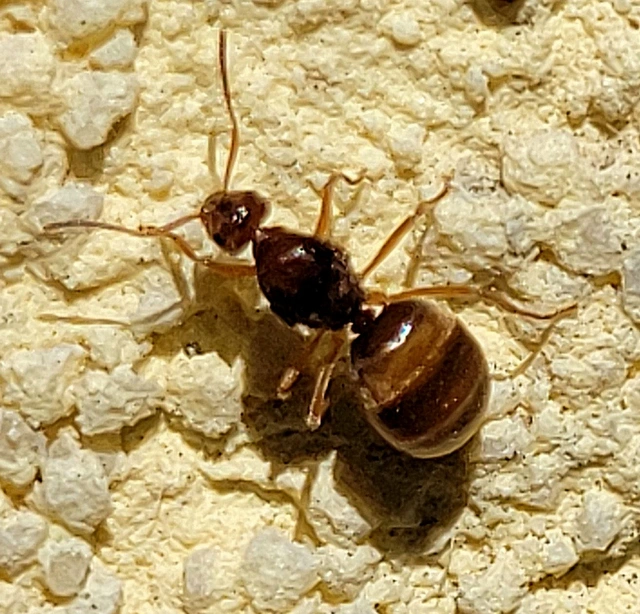Prenolepis nitens - ragyogóhangya