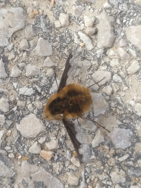 Bombylius major - szegélyes pöszörlégy