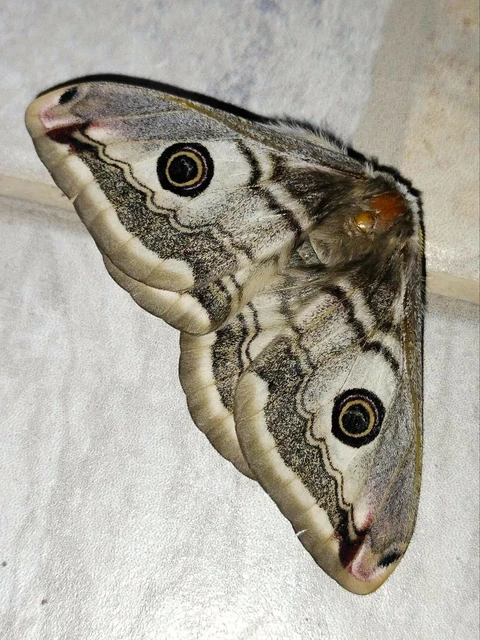 Saturnia pavoniella/pavonia