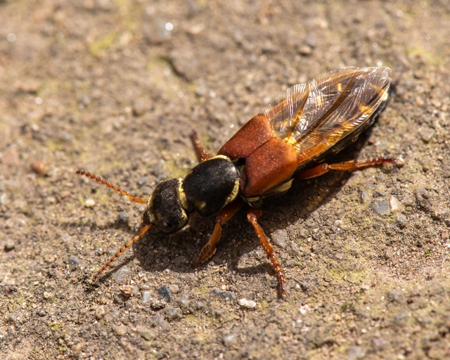 Staphylinus caesareus - aranysujtásos holyva